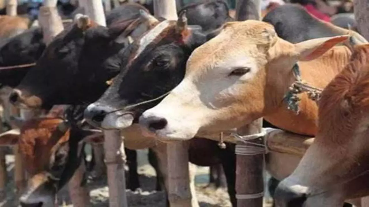 Uttar Pradesh: गाय पालने पर 10 लाख लोन, योगी सरकार ने लॉन्च की ये योजना Uttar Pradesh: गाय पालने पर 10 लाख लोन, योगी सरकार ने लॉन्च की ये योजना