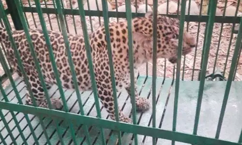 वन्यजीव विभाग ने मानव-तेंदुए संघर्ष को कम करने के लिए युवाओं को शामिल किया