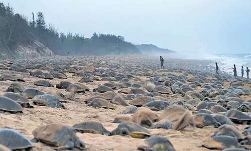 Odisha: ओडिशा में ओलिव रिडले की शानदार पहेली