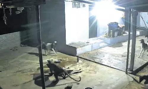 Tamil Nadu: कोवई फार्महाउस में तेंदुए ने 4 बकरियों को मार डाला Tamil Nadu: कोवई फार्महाउस में तेंदुए ने 4 बकरियों को मार डाला