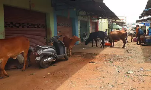 Tamil Nadu: मदुरै का मट्टुथवानी केंद्रीय बाजार सीवेज जाम से त्रस्त Tamil Nadu: मदुरै का मट्टुथवानी केंद्रीय बाजार सीवेज जाम से त्रस्त