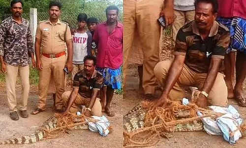 Tamil Nadu: चिदंबरम के निकट मंदिर के तालाब से मगरमच्छ बचाया गया