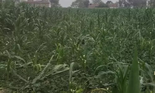 Ballia: अराजकतत्वों ने दो बीघा खेत में खड़ी मक्के की फसल को काटकर तहस-नहस किया Ballia: अराजकतत्वों ने दो बीघा खेत में खड़ी मक्के की फसल को काटकर तहस-नहस किया