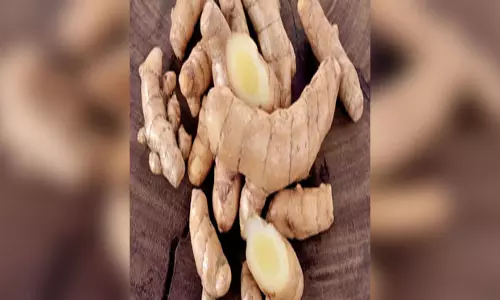 कैंसर रोधी गुणों से भरपूर ‘सफेद हल्दी’, इन बीमारियों के लिए है ‘अमृत’