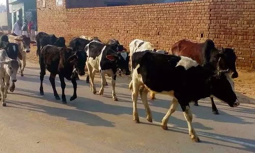 Haryana : रोहतक में आवारा पशुओं का आतंक Haryana : रोहतक में आवारा पशुओं का आतंक