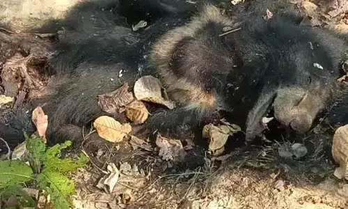 बीट गार्ड पर गिरी गाज, भालू के शव मिलने की सूचना देरी से देना पड़ा भारी