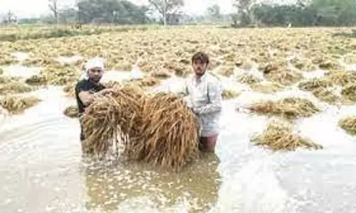 Haryana :  किसानों ने बारिश से बर्बाद हुई फसलों के सर्वे की मांग की