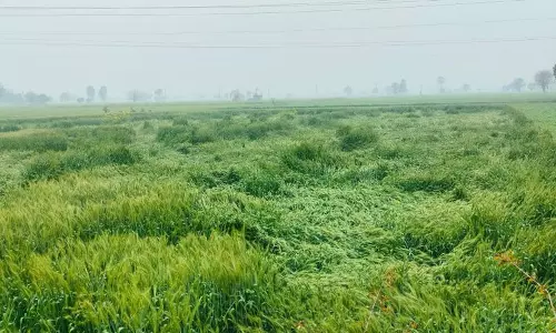 Haryana : हिसार के 10 गांवों में ओलावृष्टि की खबर, राज्य में तापमान में गिरावट Haryana : हिसार के 10 गांवों में ओलावृष्टि की खबर, राज्य में तापमान में गिरावट