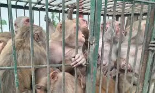 Muzaffarnagar: पालिका प्रशासन ने बंदर पकडऩे का अभियान शुरू किया