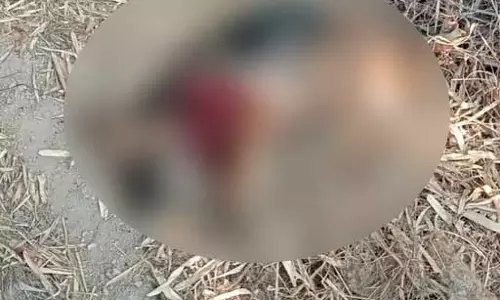 मालिक को बचाने बाघ से भिड़ गया पालतू कुत्ता, वफादारी की मिसाल बना! इलाज के दौरान मौत मालिक को बचाने बाघ से भिड़ गया पालतू कुत्ता, वफादारी की मिसाल बना! इलाज के दौरान मौत