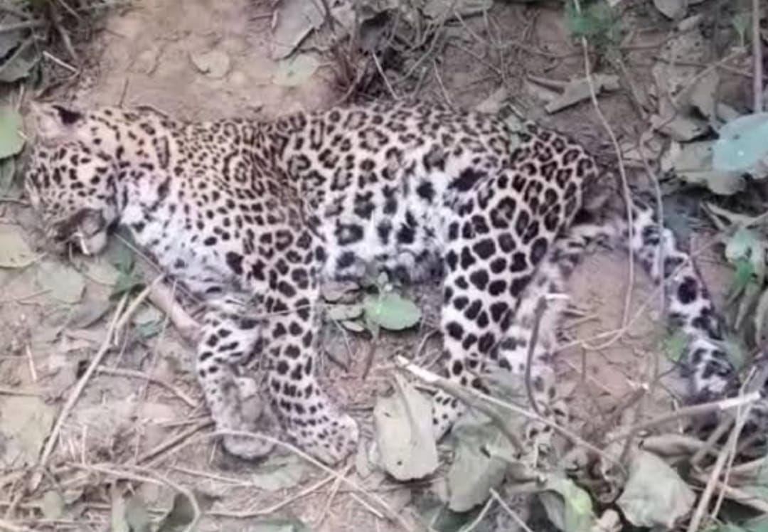 सांची के समीपवर्ती गुलगांव के खेत की तारफैसिग मे फंसकर तेंदुए की मौत