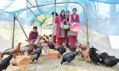Telangana : विजयवाड़ा के कृषि डिग्री छात्रों ने नए पौधों की खेती शुरू की