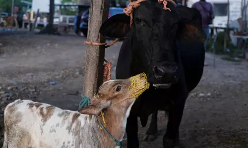 Arunachal में पहली बार कृत्रिम गर्भाधान किया गया