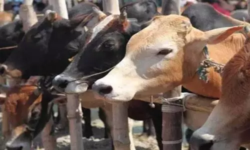 Uttar Pradesh: गाय पालने पर 10 लाख लोन, योगी सरकार ने लॉन्च की ये योजना