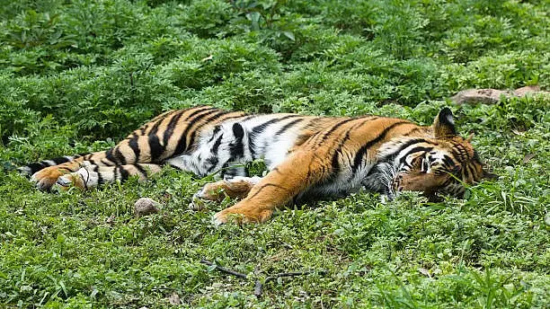 MP: बालाघाट जिले में गले में तार लटका हुआ बाघ मृत मिला MP: बालाघाट जिले में गले में तार लटका हुआ बाघ मृत मिला