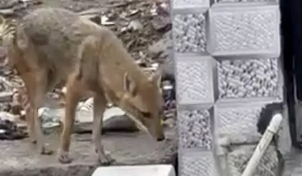 Bhilwara: सियार के हमले से 14 माह का मासूम हुआ घायल Bhilwara: सियार के हमले से 14 माह का मासूम हुआ घायल