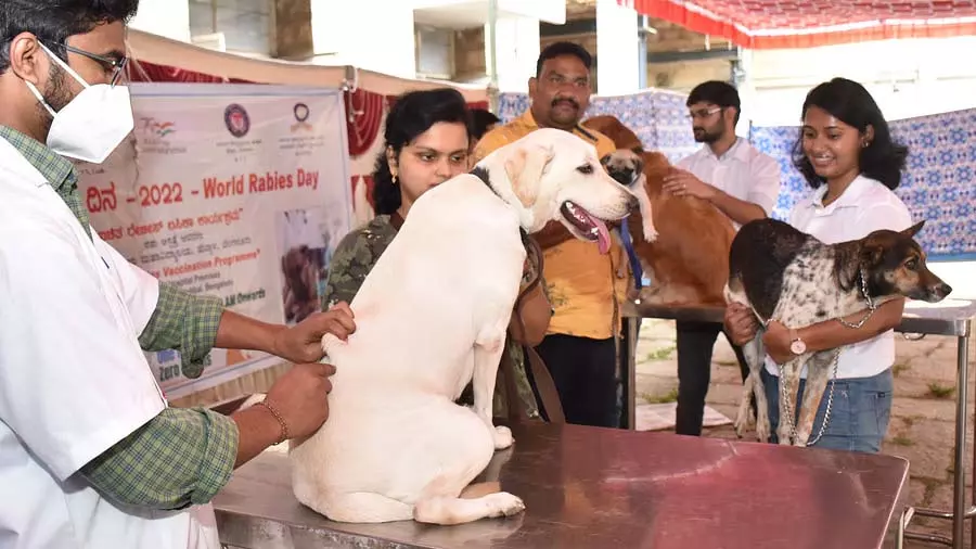 Karnataka में इस साल दो महीनों में रेबीज से आठ मौतें हुईं Karnataka में इस साल दो महीनों में रेबीज से आठ मौतें हुईं