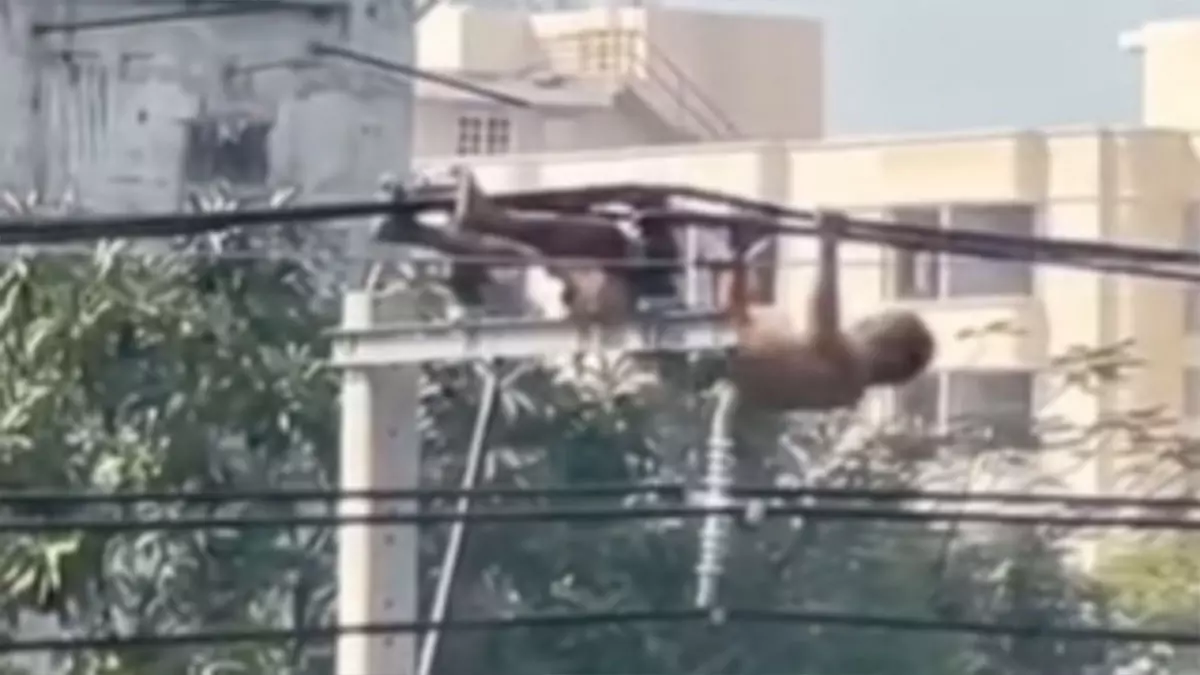 बिजली के तारों पर पुल-अप करता दिखा शख्स, लोगों ने दातों तले दबा ली ऊँगली बिजली के तारों पर पुल-अप करता दिखा शख्स, लोगों ने दातों तले दबा ली ऊँगली