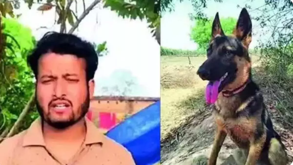 MP: बाघ के हमले से मालिक को बचाते हुए पालतू कुत्ते की मौत MP: बाघ के हमले से मालिक को बचाते हुए पालतू कुत्ते की मौत