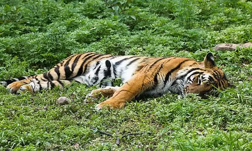 MP: बालाघाट जिले में गले में तार लटका हुआ बाघ मृत मिला