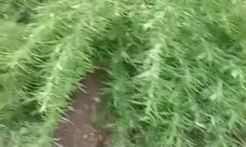 MP News: गेहूं की फसल के बीच की जा रही थी  गांजे की खेती, पुलिस ने की कार्रवाई