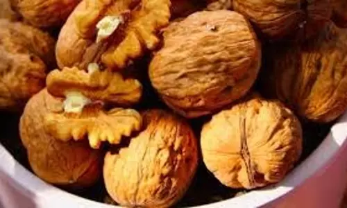 Walnut benefits: भीगे हुए अखरोट खाने से शरीर को मिलते हैं जबरदस्त फायदे Walnut benefits: भीगे हुए अखरोट खाने से शरीर को मिलते हैं जबरदस्त फायदे