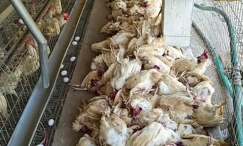 बर्ड फ्लू के डर से बेंगलुरु के लोग चिकन और अंडे से दूर रहें: घबराने की जरूरत नही