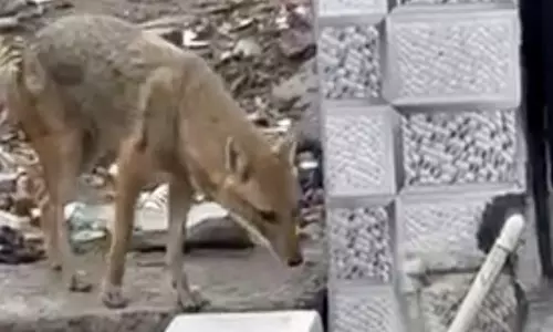 Bhilwara: सियार के हमले से 14 माह का मासूम हुआ घायल