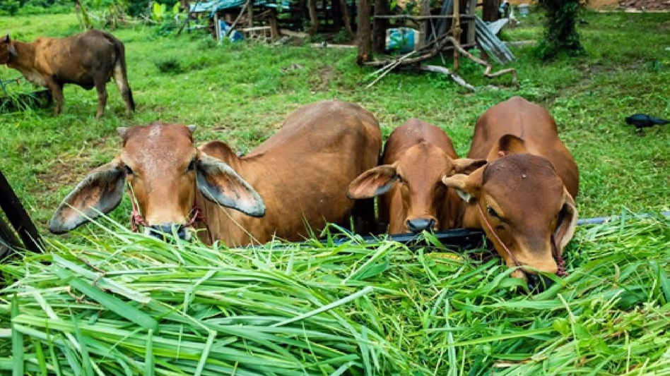 Arunachal में पहली बार कृत्रिम गर्भाधान की प्रक्रिया सफल रही Arunachal में पहली बार कृत्रिम गर्भाधान की प्रक्रिया सफल रही