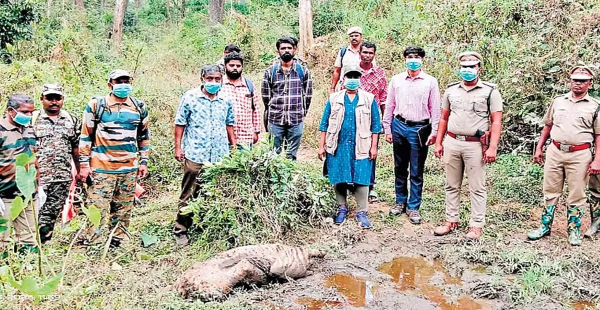 Tamil Nadu: मुदुमलाई टाइगर रिजर्व में कृमि संक्रमण से बाघिन की मौत हो गई Tamil Nadu: मुदुमलाई टाइगर रिजर्व में कृमि संक्रमण से बाघिन की मौत हो गई