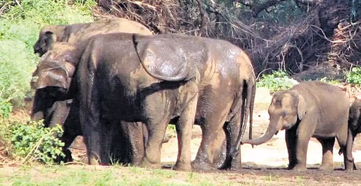 Tamil Nadu: चिलचिलाती गर्मी ने जंगली जानवरों को जंगल से बाहर खदेड़ा Tamil Nadu: चिलचिलाती गर्मी ने जंगली जानवरों को जंगल से बाहर खदेड़ा