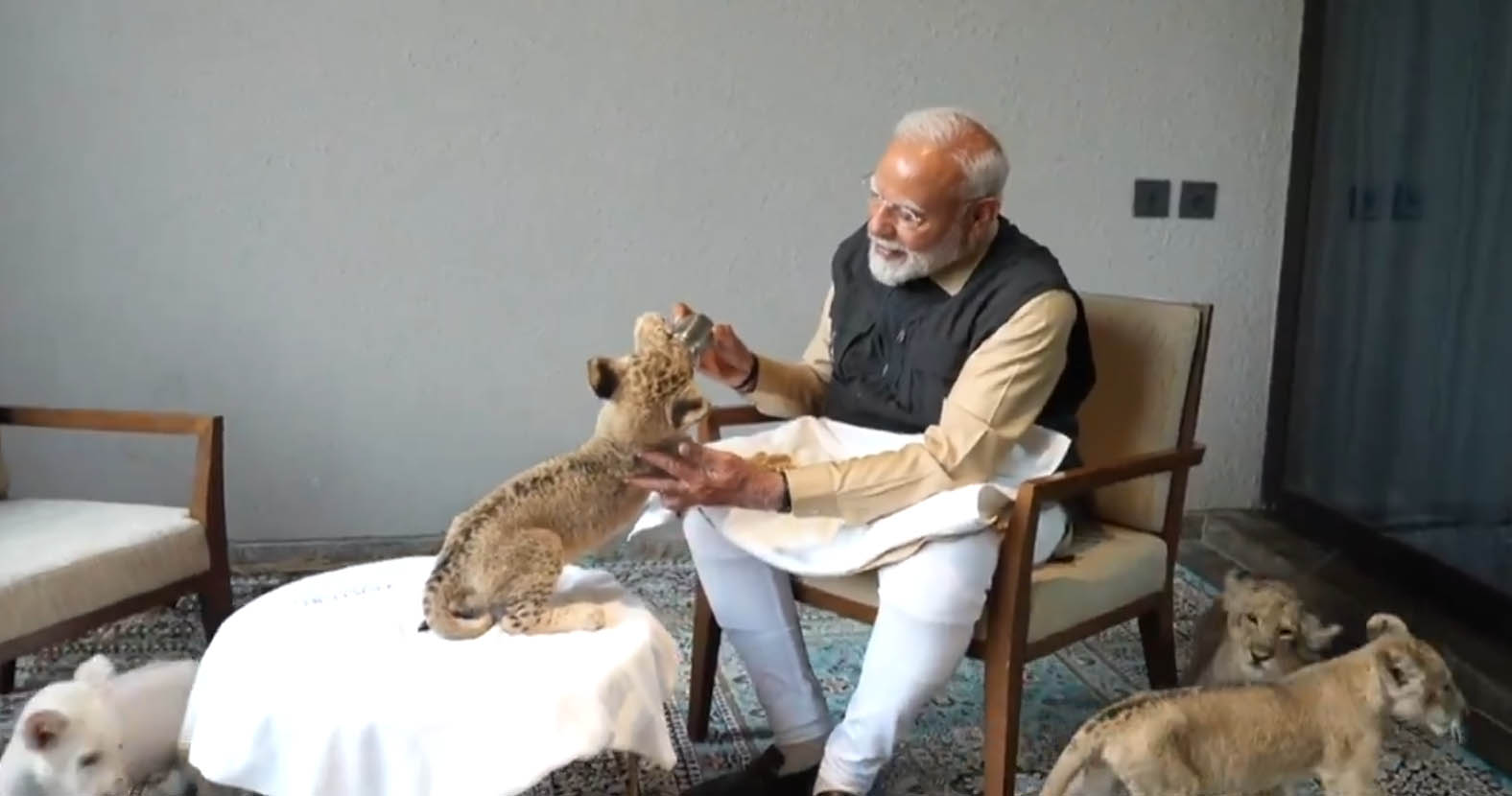 प्रधानमंत्री नरेंद्र मोदी का VIDEO, शेर के शावक को दुलारते कैमरे में ...