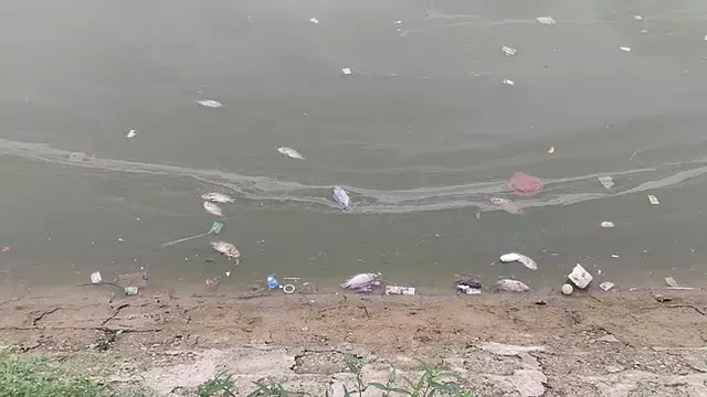 Mannargudi : मंदिर के तालाब में तैरती मृत मछलियाँ Mannargudi : मंदिर के तालाब में तैरती मृत मछलियाँ