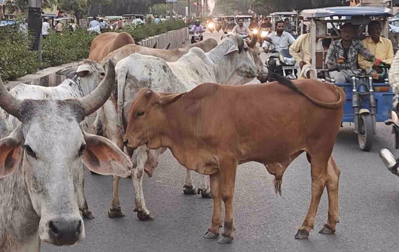 Churu: अंधे गौवंश को अतिरिक्त तीन माह की सहायता हेतु ऑनलाइन आवेदन 07 मार्च से Churu: अंधे गौवंश को अतिरिक्त तीन माह की सहायता हेतु ऑनलाइन आवेदन 07 मार्च से
