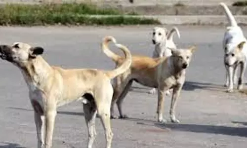 UP News: कुत्तों का आतंक, मासूम को नोच-नोच कर मार डाला, मचा कोहराम UP News: कुत्तों का आतंक, मासूम को नोच-नोच कर मार डाला, मचा कोहराम