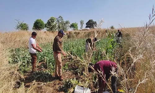 MP News: बीच जंगल में  हो रही थी गांजे की खेती,पुलिस ने की कार्रवाई