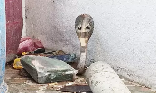 Naregal : घर में डर पैदा करने वाला सांप जंगल में भाग गया