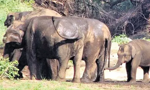 Tamil Nadu: चिलचिलाती गर्मी ने जंगली जानवरों को जंगल से बाहर खदेड़ा