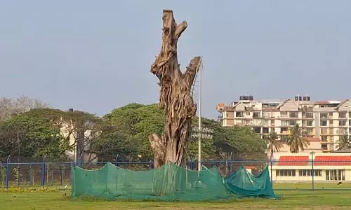 Kampal में स्थानांतरित बरगद के पेड़ के लिए नई कोंपलें आशा लेकर आईं Kampal में स्थानांतरित बरगद के पेड़ के लिए नई कोंपलें आशा लेकर आईं