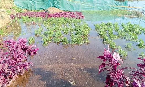GOA: मारकाइम में खारे पानी की वजह से फसलें नष्ट होने से किसान परेशान