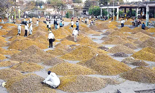 Telangana : निजामाबाद बाजार में हल्दी की बाढ़