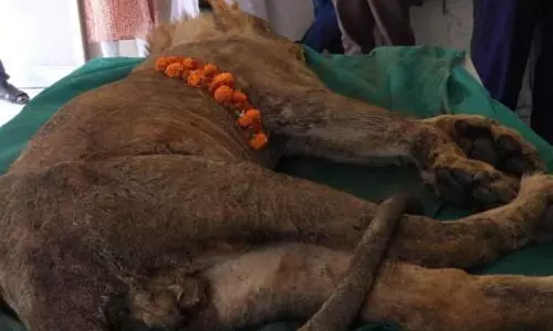 किडनी में बीमारी से शेर की मौत