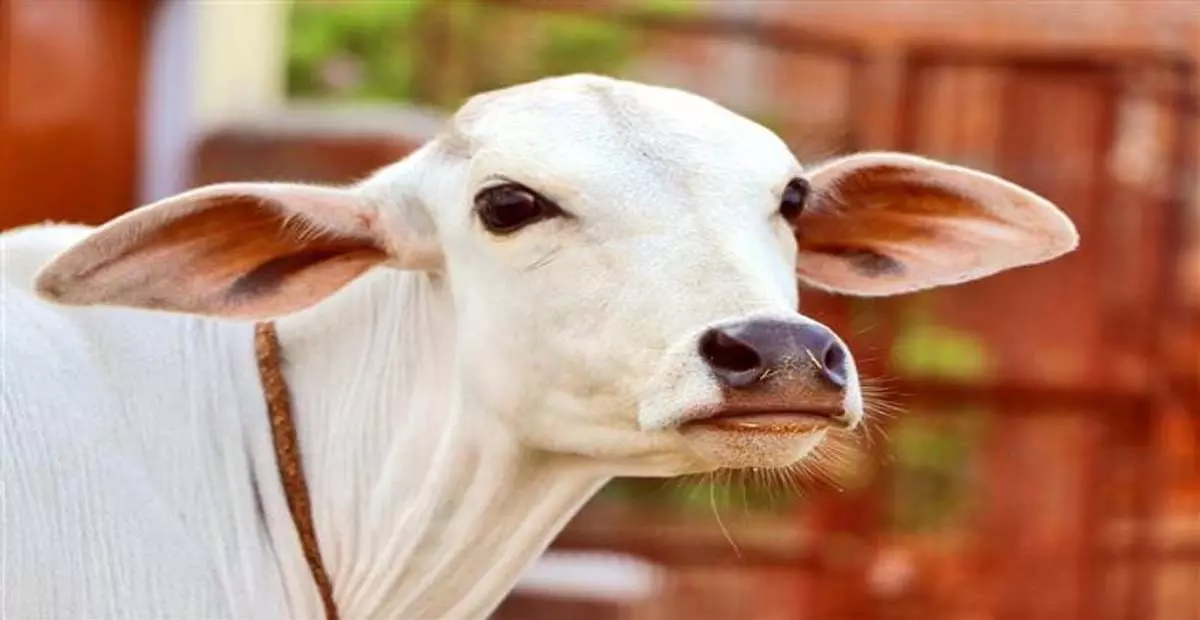 Haryana: गौरक्षकों ने दो लोगों की पिटाई की Haryana: गौरक्षकों ने दो लोगों की पिटाई की