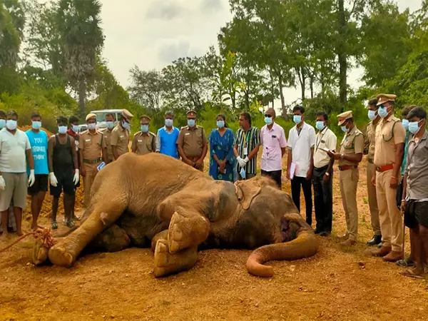 Tamil Nadu: त्रिची में 60 वर्षीय मादा हाथी की मौत Tamil Nadu: त्रिची में 60 वर्षीय मादा हाथी की मौत