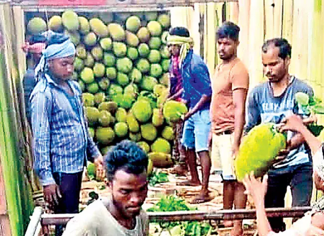 Odisha: कटहल की फसल भले ही बड़े पैमाने पर उगाई, लेकिन लाभकारी मूल्य नहीं मिलने से किसान परेशान Odisha: कटहल की फसल भले ही बड़े पैमाने पर उगाई, लेकिन लाभकारी मूल्य नहीं मिलने से किसान परेशान