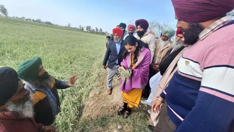 डीसी ने ओलावृष्टि से क्षतिग्रस्त फसल के लिए किसानों को राहत का आश्वासन दिया डीसी ने ओलावृष्टि से क्षतिग्रस्त फसल के लिए किसानों को राहत का आश्वासन दिया