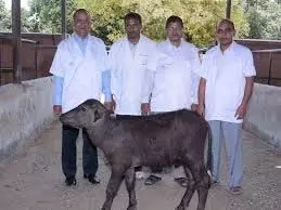 एनडीआरआई किसानों को क्लोन पशु वीर्य उपलब्ध कराने के लिए तैयार एनडीआरआई किसानों को क्लोन पशु वीर्य उपलब्ध कराने के लिए तैयार