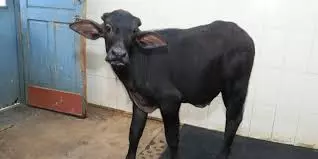 NDRI किसानों को क्लोन पशु वीर्य उपलब्ध कराने के लिए तैयार NDRI किसानों को क्लोन पशु वीर्य उपलब्ध कराने के लिए तैयार