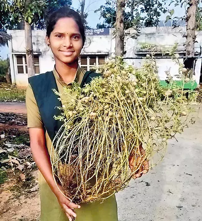 Andhra: पानी की आपूर्ति न होने वाले क्षेत्रों में भी देशी मूंगफली अच्छी पैदावार दे रही Andhra: पानी की आपूर्ति न होने वाले क्षेत्रों में भी देशी मूंगफली अच्छी पैदावार दे रही