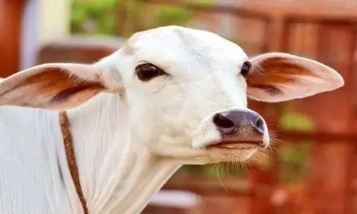 Haryana: गौरक्षकों ने दो लोगों की पिटाई की